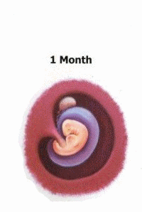 This image has an empty alt attribute; its file name is baby.gif